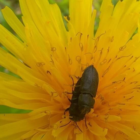 Anthaxia quadripunctata: Animal in nature in the NatureSpots App