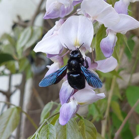 Carpenter bee: Animal in nature in the NatureSpots App