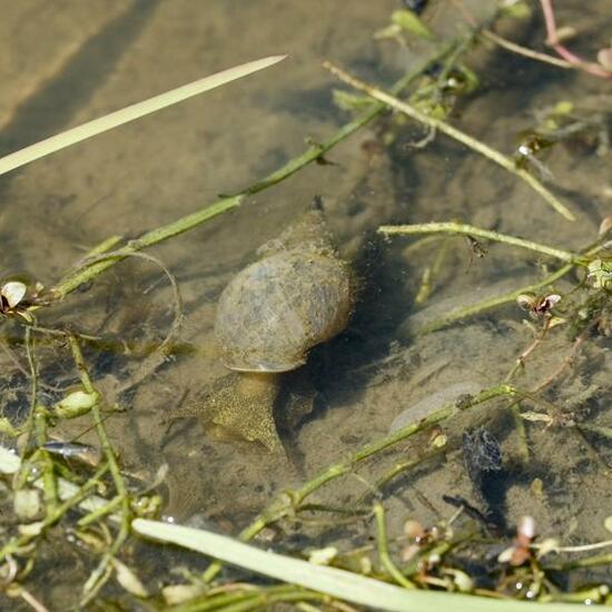 Spitzschlammschnecke: Tier im Habitat Teich in der NatureSpots App