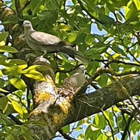 Ring-necked Dove: Animal in habitat Garden in the NatureSpots App