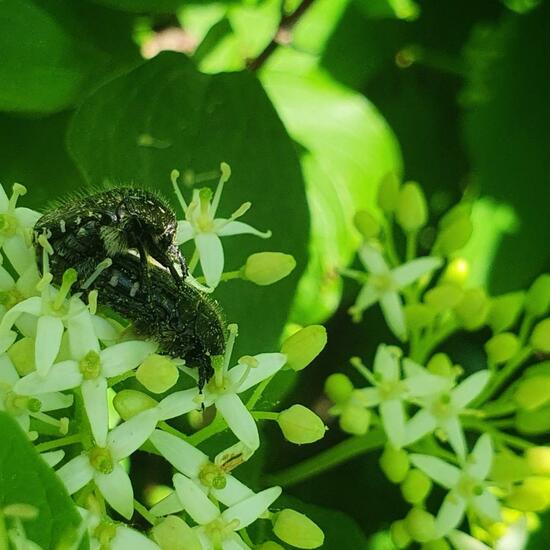 Oxythyrea funesta: Animal in habitat Garden in the NatureSpots App