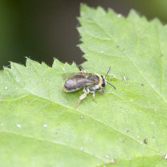Andrena haemorrhoa: Animal in habitat Grassland in the NatureSpots App