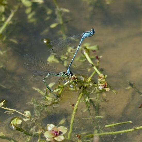 Azure damselfly: Animal in habitat Pond in the NatureSpots App