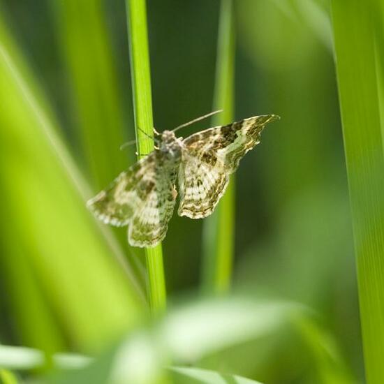 Common Carpet: Animal in habitat Grassland in the NatureSpots App