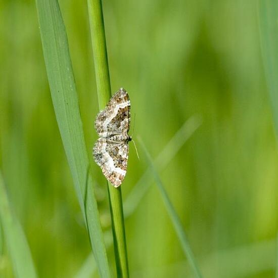 Common Carpet: Animal in habitat Grassland in the NatureSpots App