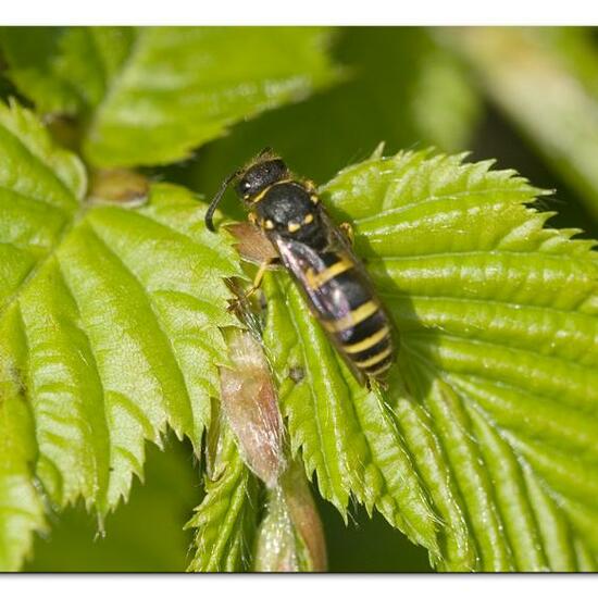 Ancistrocerus nigricornis: Animal in habitat Garden in the NatureSpots App