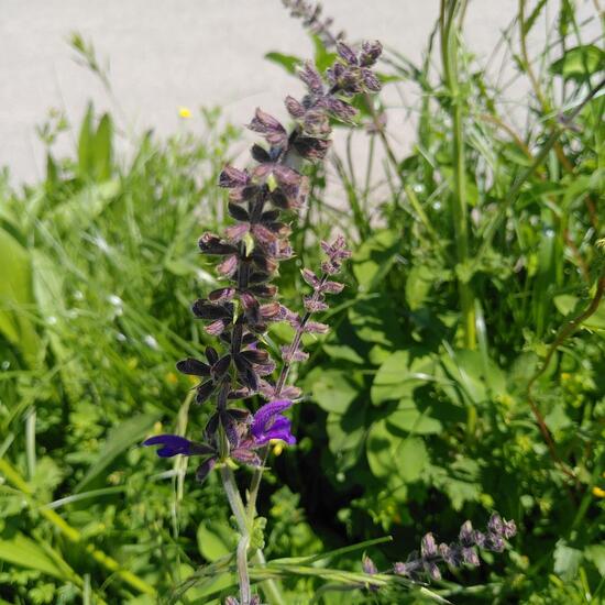 Meadow clary: Plant in habitat Semi-natural grassland in the NatureSpots App
