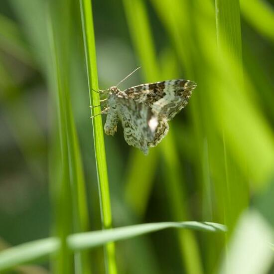 Common Carpet: Animal in habitat Grassland in the NatureSpots App