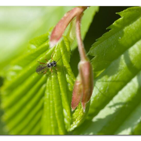 Ichneumonidae: Animal in habitat Garden in the NatureSpots App