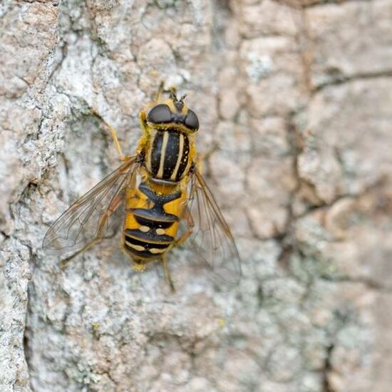 Helophilus pendulus: Animal in habitat Road or Transportation in the NatureSpots App