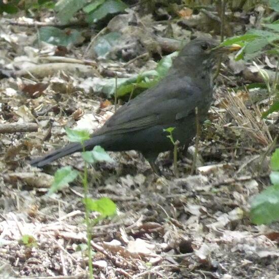 Common blackbird: Animal in habitat Temperate forest in the NatureSpots App