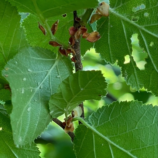 Corylus avellana: Plant in habitat Temperate forest in the NatureSpots App