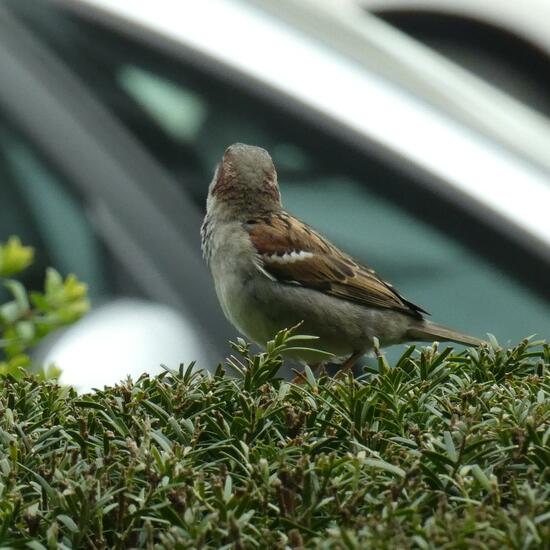 House Sparrow: Animal in habitat City or Urban habitat in the NatureSpots App