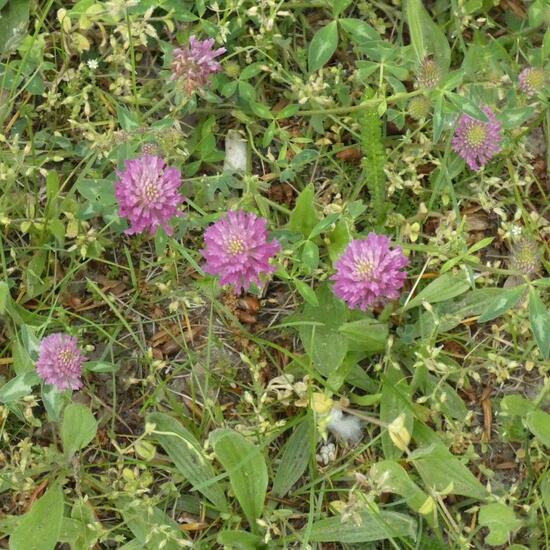 Trifolium pratense: Plant in nature in the NatureSpots App
