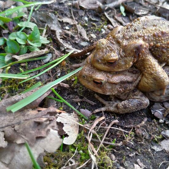 Common toad: Animal in habitat Semi-natural grassland in the NatureSpots App
