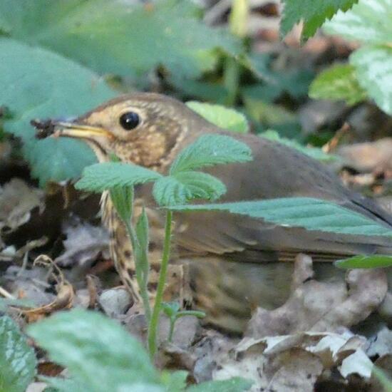 Song Thrush: Animal in habitat Temperate forest in the NatureSpots App