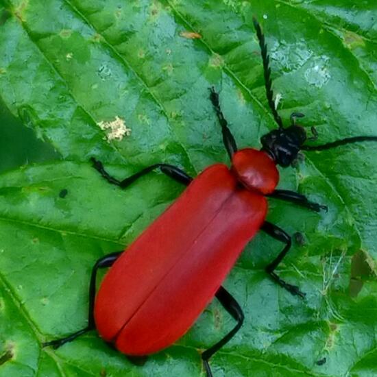 Scarlet lily beetle: Animal in nature in the NatureSpots App