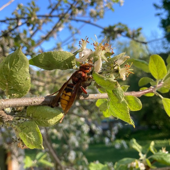 European hornet: Animal in habitat Garden agriculture in the NatureSpots App