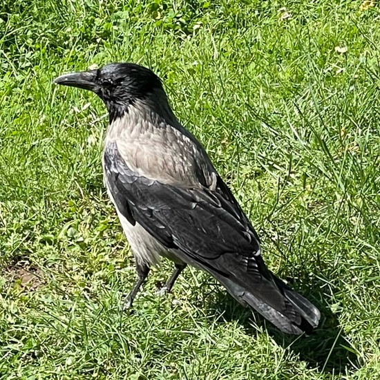 Carrion Crow: Animal in habitat Park in the NatureSpots App