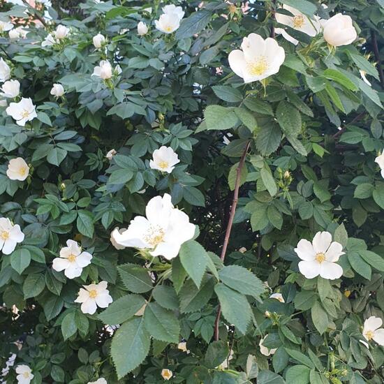 Rosa canina: Plant in habitat City and Urban in the NatureSpots App