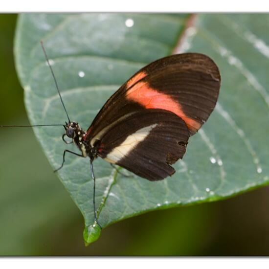 Schmetterlinge: Tier im Habitat Innenraum in der NatureSpots App