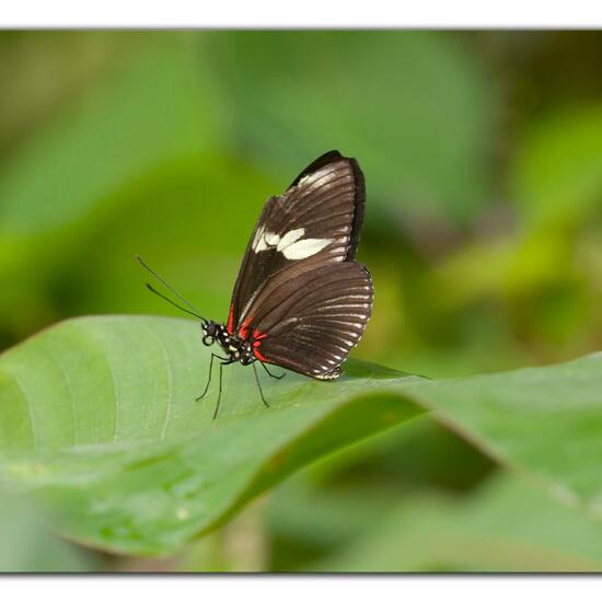 Lepidoptera: Animal in habitat Living space or Indoor in the NatureSpots App