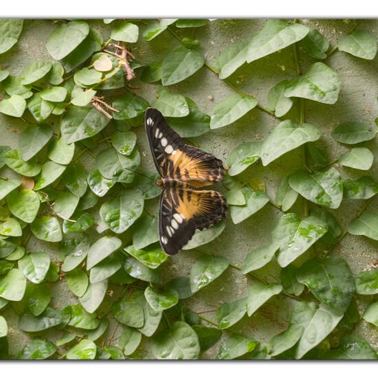 Schmetterlinge: Tier im Habitat Innenraum in der NatureSpots App