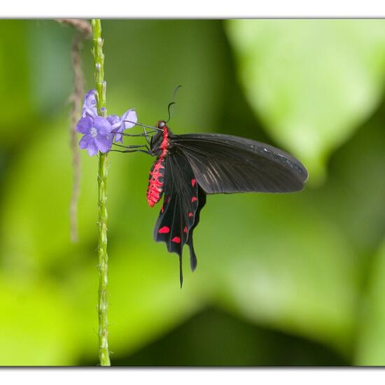 Lepidoptera: Animal in habitat Living space or Indoor in the NatureSpots App