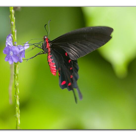 Lepidoptera: Animal in habitat Living space or Indoor in the NatureSpots App