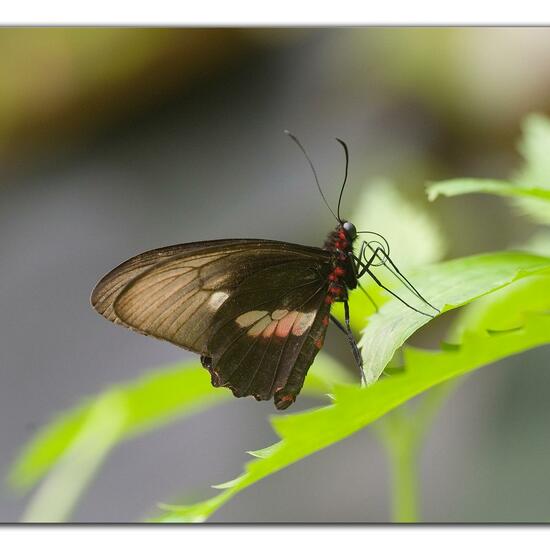 Lepidoptera: Animal in habitat Living space or Indoor in the NatureSpots App