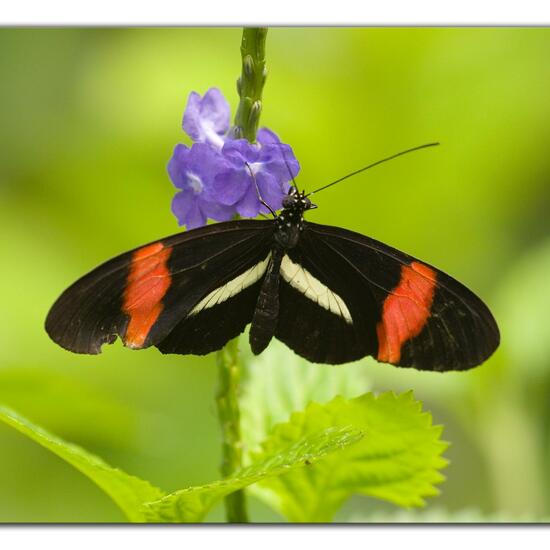 Lepidoptera: Animal in habitat Living space or Indoor in the NatureSpots App