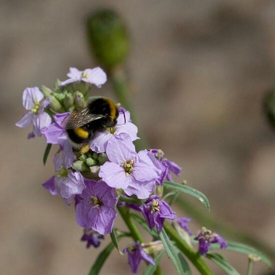 Dunkle Erdhummel: Tier im Habitat Hecke/Blumenbeet in der NatureSpots App