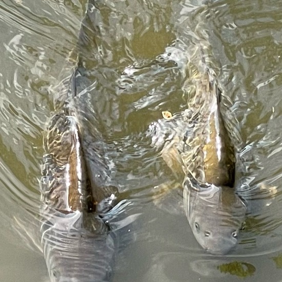 Common carp: Animal in habitat Park in the NatureSpots App