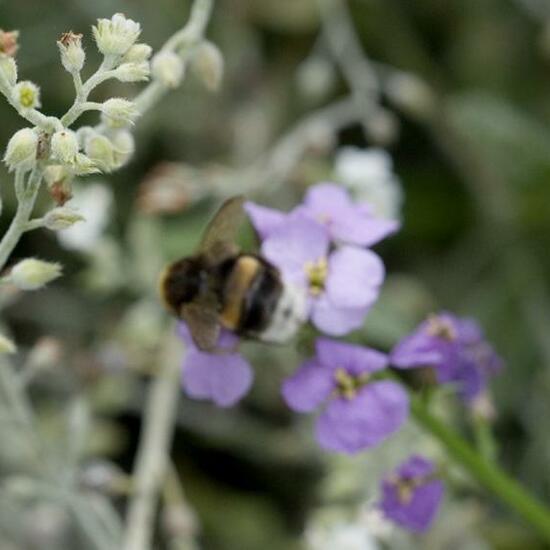 Dunkle Erdhummel: Tier im Habitat Hecke/Blumenbeet in der NatureSpots App