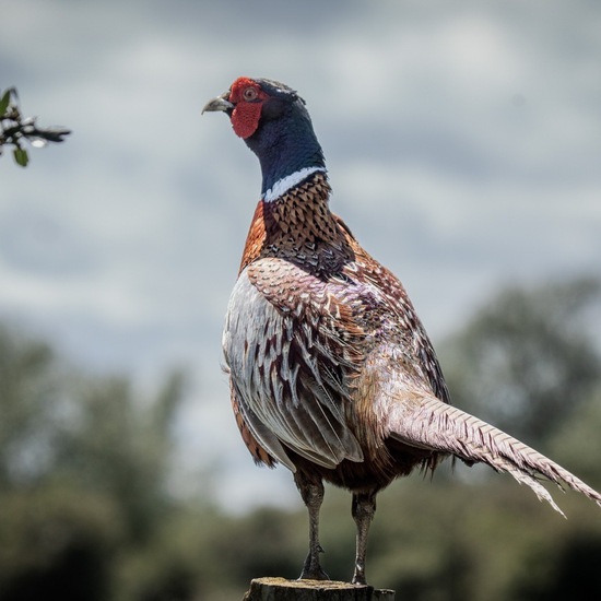 Common Pheasant: Animal in habitat Buffer strip in the NatureSpots App