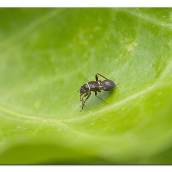 Pilophorus perplexus: Animal in habitat Garden in the NatureSpots App