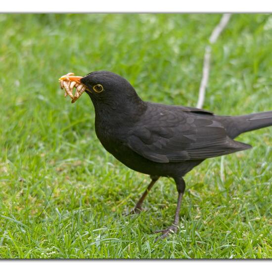 Common blackbird: Animal in habitat Garden in the NatureSpots App