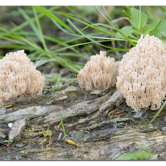 Verzweigte Becherkoralle: Pilz im Habitat Wald in der NatureSpots App