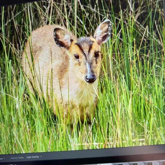 Reeves’s muntjac: Animal in habitat Grassland in the NatureSpots App