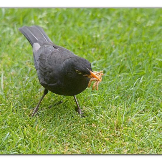 Common blackbird: Animal in habitat Garden in the NatureSpots App