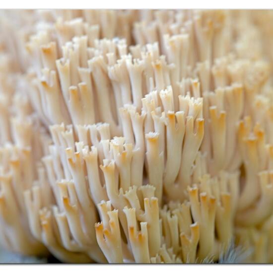 Verzweigte Becherkoralle: Pilz im Habitat Wald in der NatureSpots App