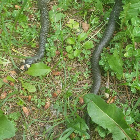 Grass snake: Animal in habitat Pond in the NatureSpots App