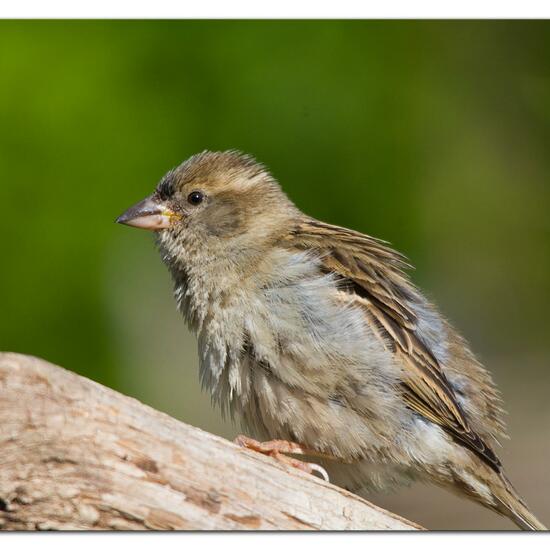 House Sparrow: Animal in habitat Garden in the NatureSpots App