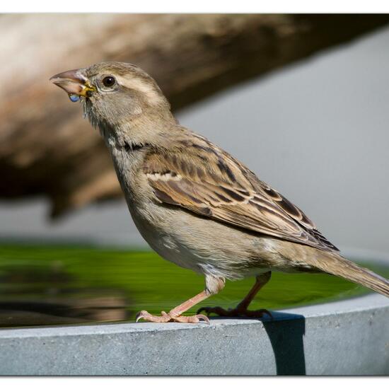 House Sparrow: Animal in habitat Garden in the NatureSpots App