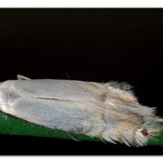 Phyllocnistis unipunctella: Tier im Habitat Garten in der NatureSpots App