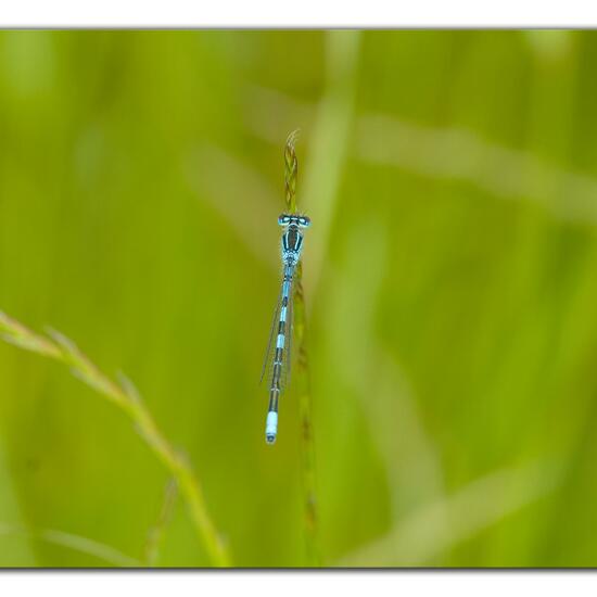 Dainty Damselfly: Animal in habitat Garden agriculture in the NatureSpots App