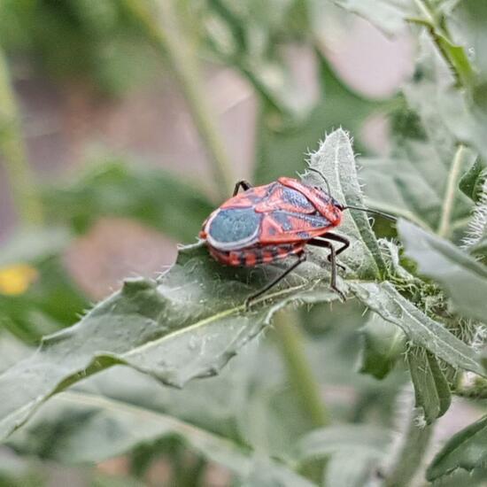 Spilostethus saxatilis: Animal in habitat Road or Transportation in the NatureSpots App