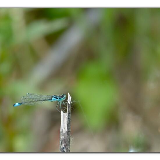 Blue-tailed damselfly: Animal in habitat Garden agriculture in the NatureSpots App