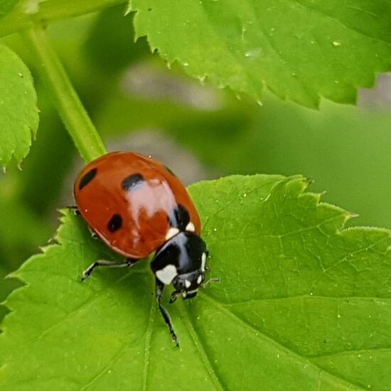 Coccinella magnifica: Animal in habitat Sub-urbia in the NatureSpots App