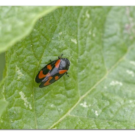 Cercopis vulnerata: Animal in habitat Garden agriculture in the NatureSpots App